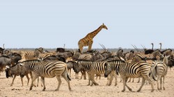 Zebras, Giraffen und Strausse