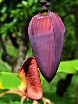 Bananenblüte Bananenblüte